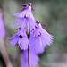 Soldanella