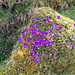 Jede Menge Blumen: Viola (Langsporn-Veilchen) ..