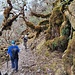Durchquerung einer urwaldähnlichen Bestockung oberhalb dem Hinku-Fluss