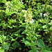 Lonicera caprifolium L.<br />Caprifoliaceae<br /><br />Caprifoglio comune <br /> Chèvrefeuille des jardins <br />Garten-Geissblatt, Jelängerjelieber