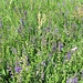 Salvia pratensis L.<br />Lamiaceae<br /><br />Salvia comune <br />Sauge des prés <br />Wiesen-Salbei