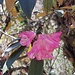 Rosa Rhododendronblüte
