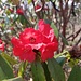 Rote Rhododendronblüte