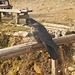 Kolkrabe (Corvus corax) in Cholem Kharka. Der Kolkrabe hat ein weltweit riesiges Verbreitungsgebiet