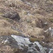 Nachtrag für Ornithologen: Unbekannter hühnergrosser Vogel, gesichtet am 21.4.2022 auf ca. 4300m im Abstieg von Chunbu Kharka nach Khote