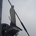 Madonnina bianca
