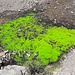 Grün, grüner am grünsten: Moos im Erzbett der ehemaligen Kupferminen