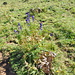 Blauer Eisenhut [Aconitum napellus] - ein Hinweis auf feuchte und kalkhaltige Böden.