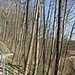 Hangweg hinauf nach Weihenstephan