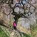 Wurzelbaum