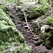 Die alte Treppe neben dem Wasserfall ist kaum noch zu erkennen. 