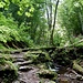 ...und verwandelt sich in eine enge Waldschlucht.