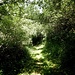 ...durch dichte Vegetation...