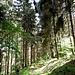 Wir wanderten wieder in den Wald hinein, hinüber nach Kirn.