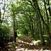 Wir wanderten aus dem Wald hinaus...
