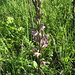 Violetter Dingel (Limodorum abortivum) - Die Rarität des heutigen Tages