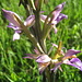 Violetter Dingel (Limodorum abortivum) - Blütenstand