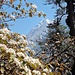 Im Aufstieg bei Tashing Dingma blicken wir über einen weiss blühenden Rhododendronbaum zurück zum Mera Peak Gebirge 