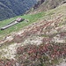 Alpe Stabiello 1704 mt