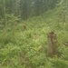 Botanik-Horror im Schwammwald Ende Mai; aus erster Rechtskurve (von oben gesehen), dort wo ein Weg weiter querend verläuft