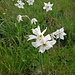 Narcissus poëticus L.
Amaryllidaceae

Narciso selvatico
Narcisse des poètes
Weisse Garten-Narzisse, Poeten-Narzisse