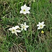 Narcissus poëticus L.
Amaryllidaceae

Narciso selvatico 
Narcisse des poètes 
Weisse Garten-Narzisse, Poeten-Narzisse