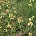 Luzula lutea (All.) DC.
Juncaceae

Erba lucciola gialla
 Luzule jaune
Gelbe Hainsimse