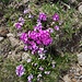 Primula hirsuta All.
Primulaceae

Primula irsuta
Primevère à gorge blanche
Rote Felsen-Primel, Behaarte Schlüsselblume