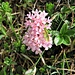 Daphne striata Tratt.
Thymelaceae

Dafne rosea 
 Daphné strié 
 Gestreifter Seidelbast, Steinröschen