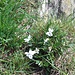 Viola bianca (Viola alba).