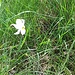 Narciso selvatico (Narcissus Poeticus).