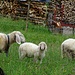 Da schauen selbst die Schafe doof, dass bei dem Wetter ein Wanderer unterwegs ist...