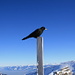 A very friendly alpine chough on the summit cross of Brisi