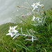 Meistens dort, wo man besser nicht hingehen sollte...Edelweiss in der Gantrisch E-Flanke (Foto vom 7.8.2021)