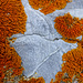 Anstelle eines Gipfelpanoramas: Xanthoria elegans am Aufstiegsweg zur Bürgle (Foto vom 7.8.2021)
