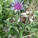 Berg-Flockenblume am Alpiglemäre W Mittelgipfel