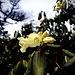 Gelb blühender Rhododendronbaum