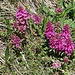 Ein schöne Blume, welche mir aber unbekannt ist.<br /><br />Nachtrag: Es handelt sich wohl um Quirlblättriges Läusekraut (Pedicularis verticillata).