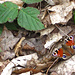 Tagpfauenauge, auch Peacock Butterfly