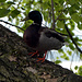 Ente auf dem Baum (Aufn. vom 28. Mai 2022)