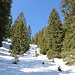 in der Waldschneise hat es noch Schnee