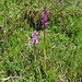 <b>Orchis sp.</b>