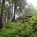 Kleines Spießhorn (1330 m)<br />Der höchste Punkt liegt im Wald