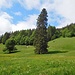 Rückblick zum Krunkenbachsattel