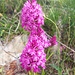 Eine weitere Orchidee