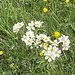 Anemonen<br /><br /><br />