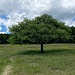 Weit ausladender Baum.<br /><br /><br />