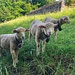 nette tierische Begegnung