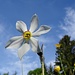 welch schöne Blume - vor Himmelsblau