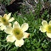 Pulsatilla Alpina Gialla (volgarmente dettto anemone alpina)